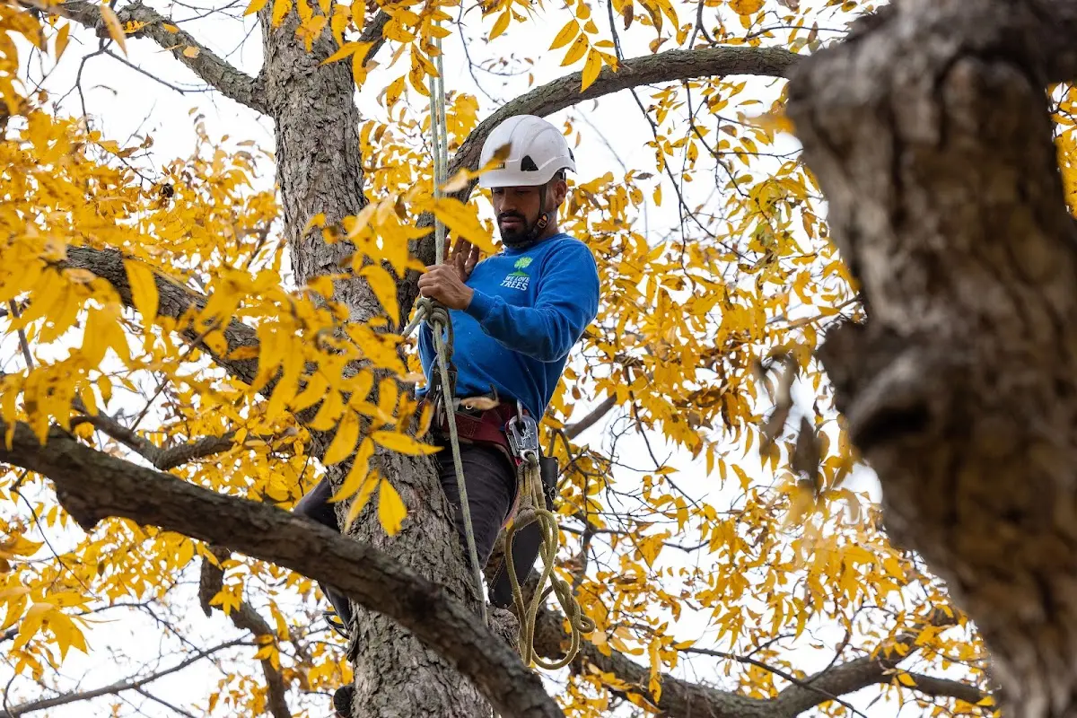 Skilled Emergency Tree Service crew working in Catherine